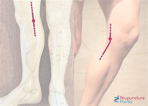 lv 8 acupuncture point|liver acupuncture points chart.